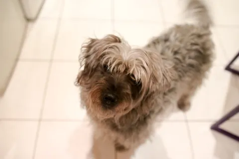 COSETTE WELCOME